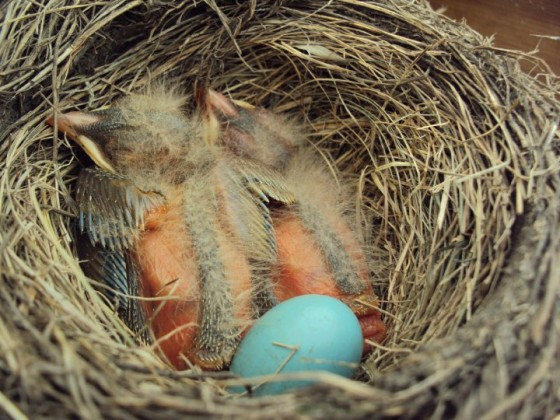 Baby robins with feathers developing