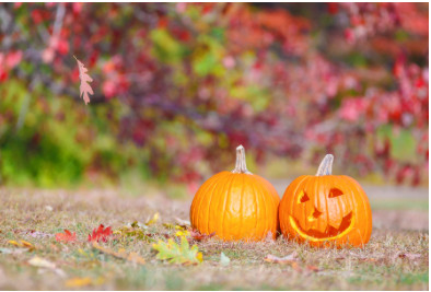 Flies around the pumpkin