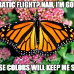 Monarch butterfly perched on a purple coneflower
