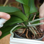 Controlling aphids with a spray of water