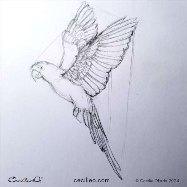 Sketch of a Macaw in flight, showcasing the artist's interpretation of avian movement and form.