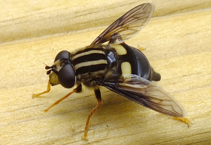 Three-Lined Hoverfly