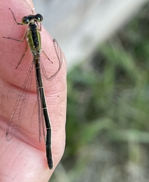 Rambur’s Forktail, a damselfly at rest with wings beginning to fold over abdomen (Photo by Anita Westervelt)