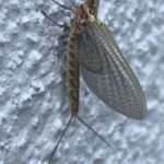 Fishflies have started arriving in lakefront communities. The winged insects could be found clinging to The War Memorial — on Lake St. Clair in Grosse Pointe Farms — on June 14.