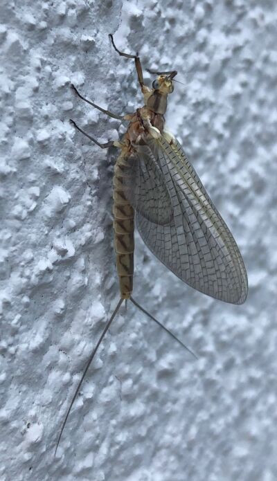 Fishflies have started arriving in lakefront communities. The winged insects could be found clinging to The War Memorial — on Lake St. Clair in Grosse Pointe Farms — on June 14.