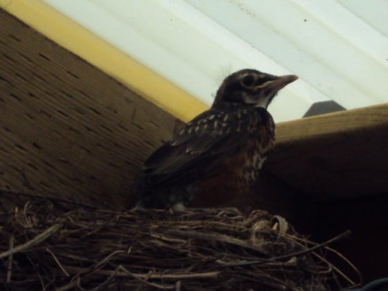 Mother Robin sitting on nest