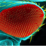 Eye of a fruit fly, Drosophila melanogaster, under a scanning electron microscope - Image Credit: Heiti Paves / Shutterstock