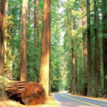 Avenue of the Giants Redwood Forest