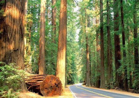 Avenue of the Giants Redwood Forest