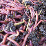 Composting Worms