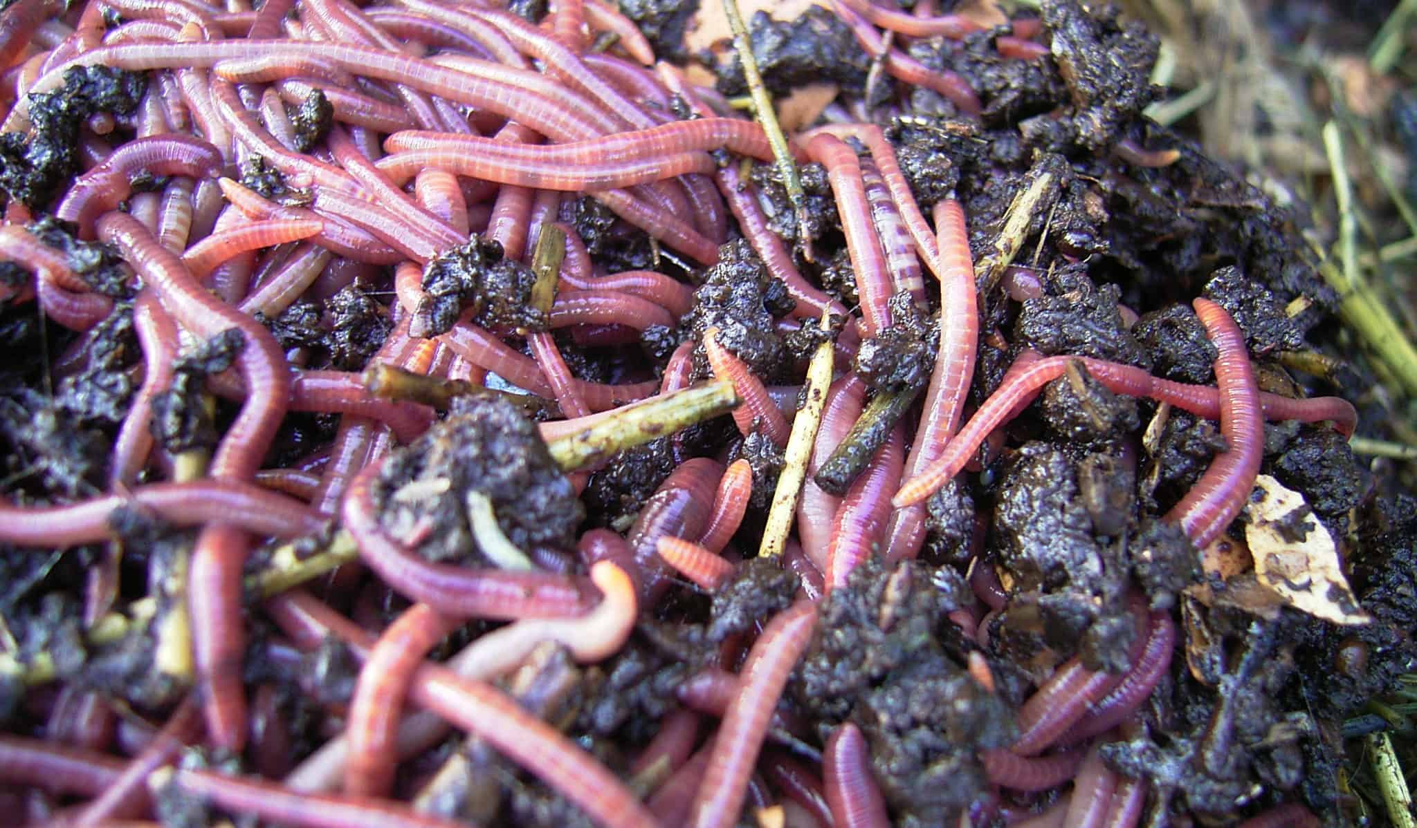 Composting Worms