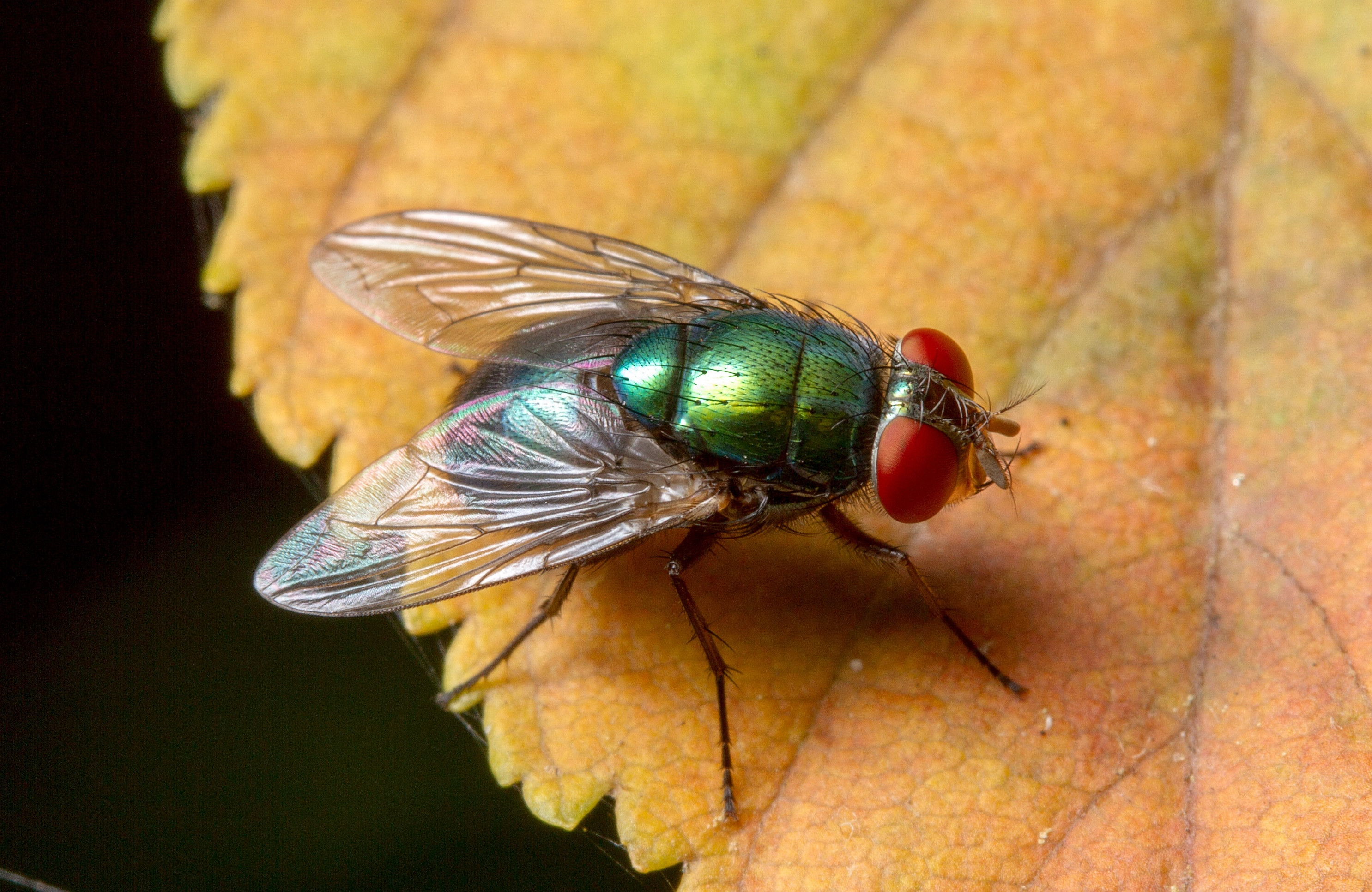 A green bottle fly, green bottle fly (Calliphoridae) Lucilia coeruleiviridis, perched on an autumn leaf. the fly is a shiny metallic green and has big red eyes