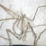 Fossil of Pterodactylus antiquus in rock, showcasing the skeletal structure and wing imprint