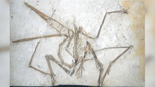 Fossil of Pterodactylus antiquus in rock, showcasing the skeletal structure and wing imprint