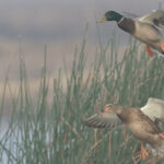 Duck hunting in the rain