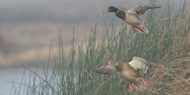 Duck hunting in the rain