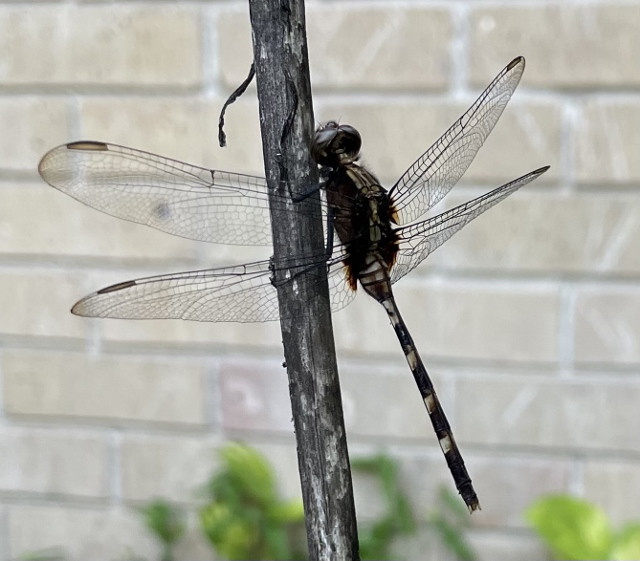 Pin-tailed Pondhawk (Photo by Anita Westervelt)