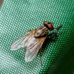 A house fly, Musca domestica, perched on a green plastic surface. it is a small brown fly with shiny wings and big dark red eyes