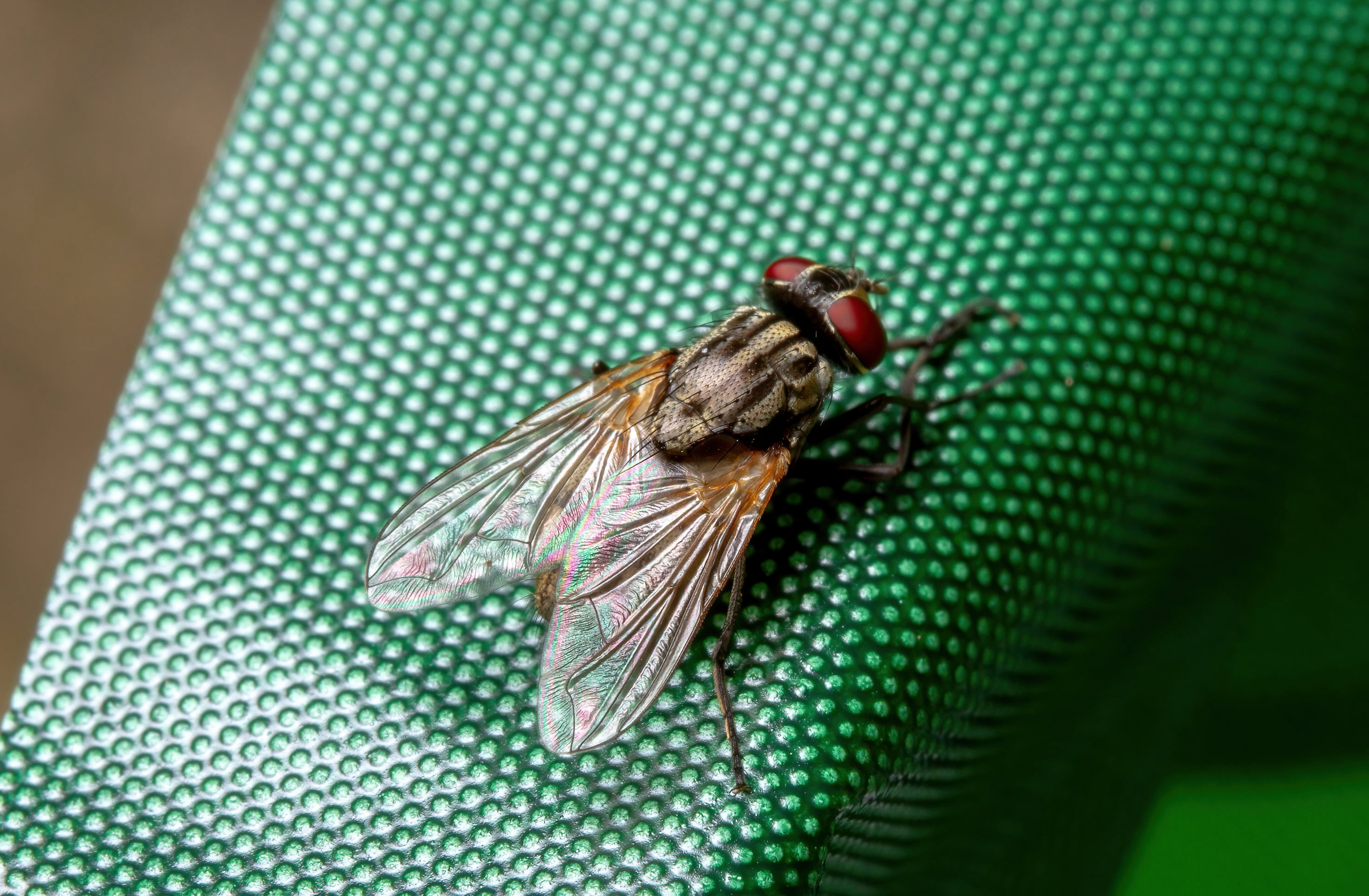 A house fly, Musca domestica, perched on a green plastic surface. it is a small brown fly with shiny wings and big dark red eyes