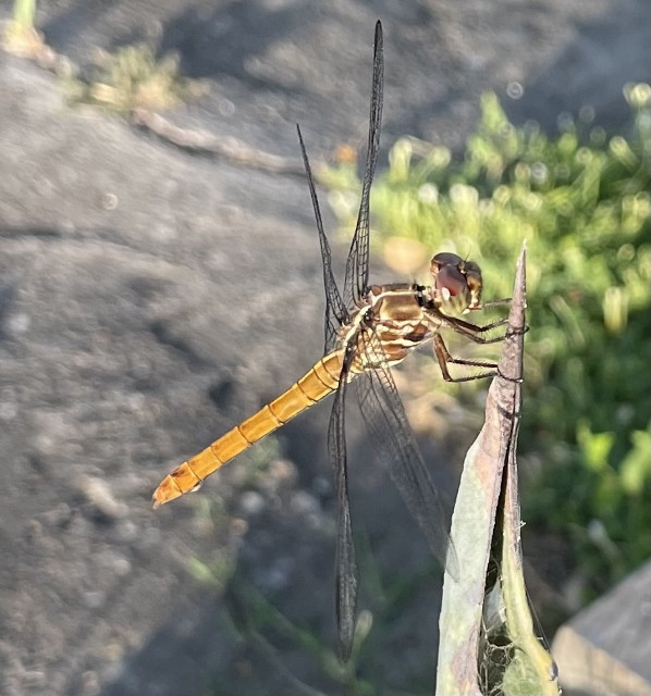 Roseate Skimmer (Photo by Anita Westervelt)