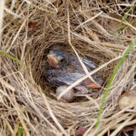 Nestling Bird