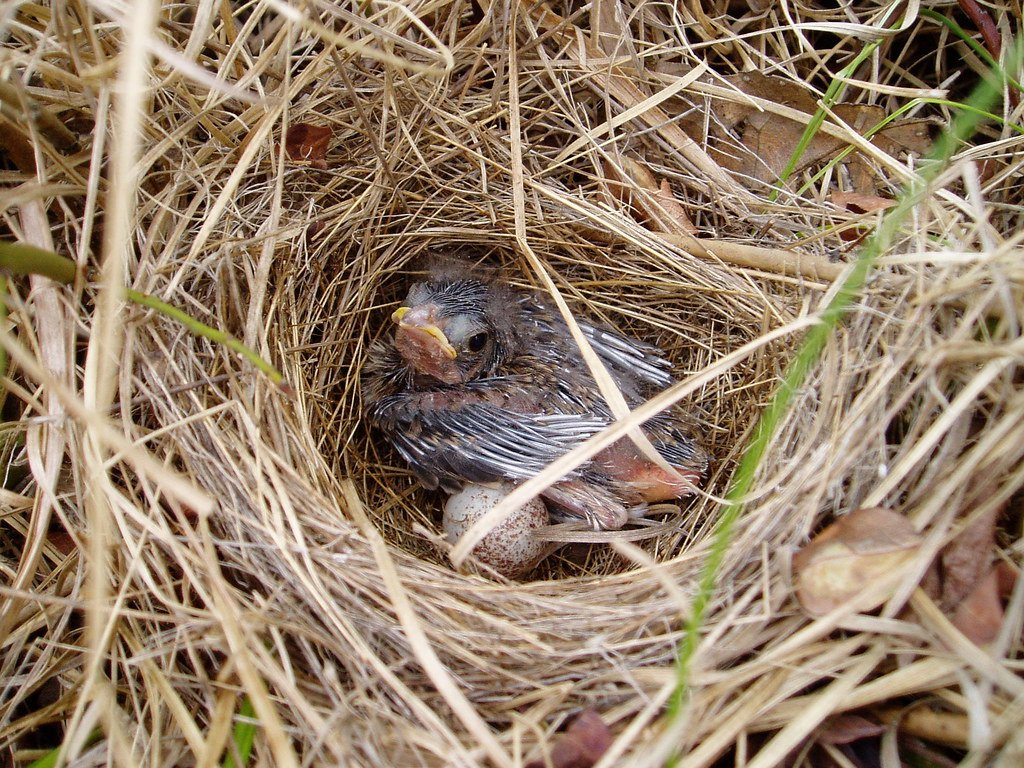 Nestling Bird