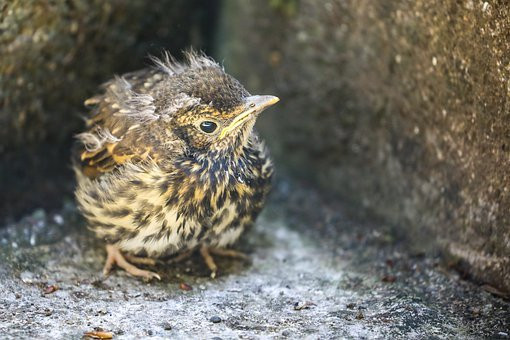 Fledgling Bird