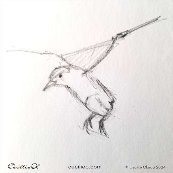 Third step in illustrating a bird mid-flight, adding more details to the body based on the established proportions and negative space.