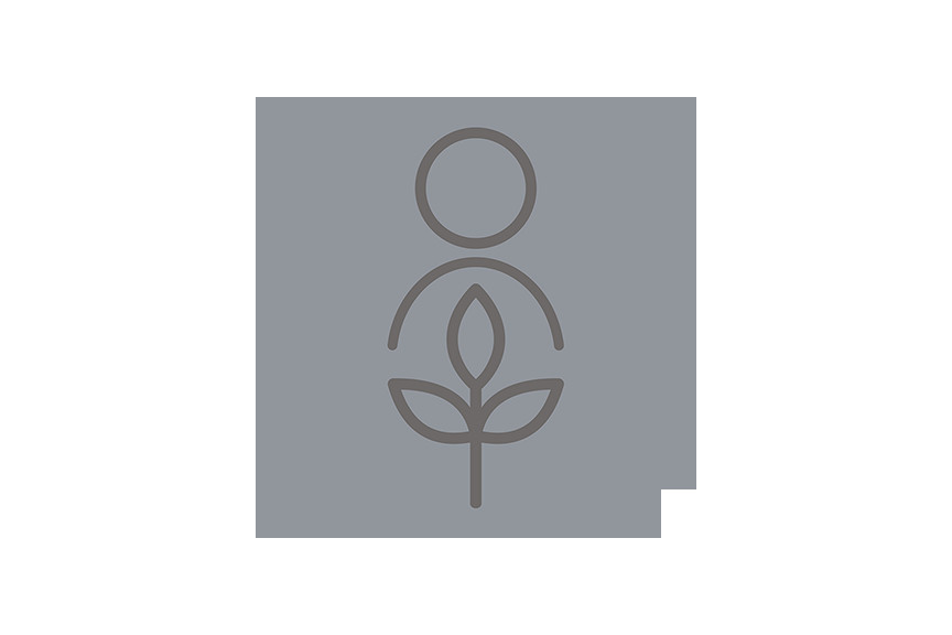 Circle Trap on Tree of Heaven
