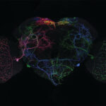 Fruit fly brain