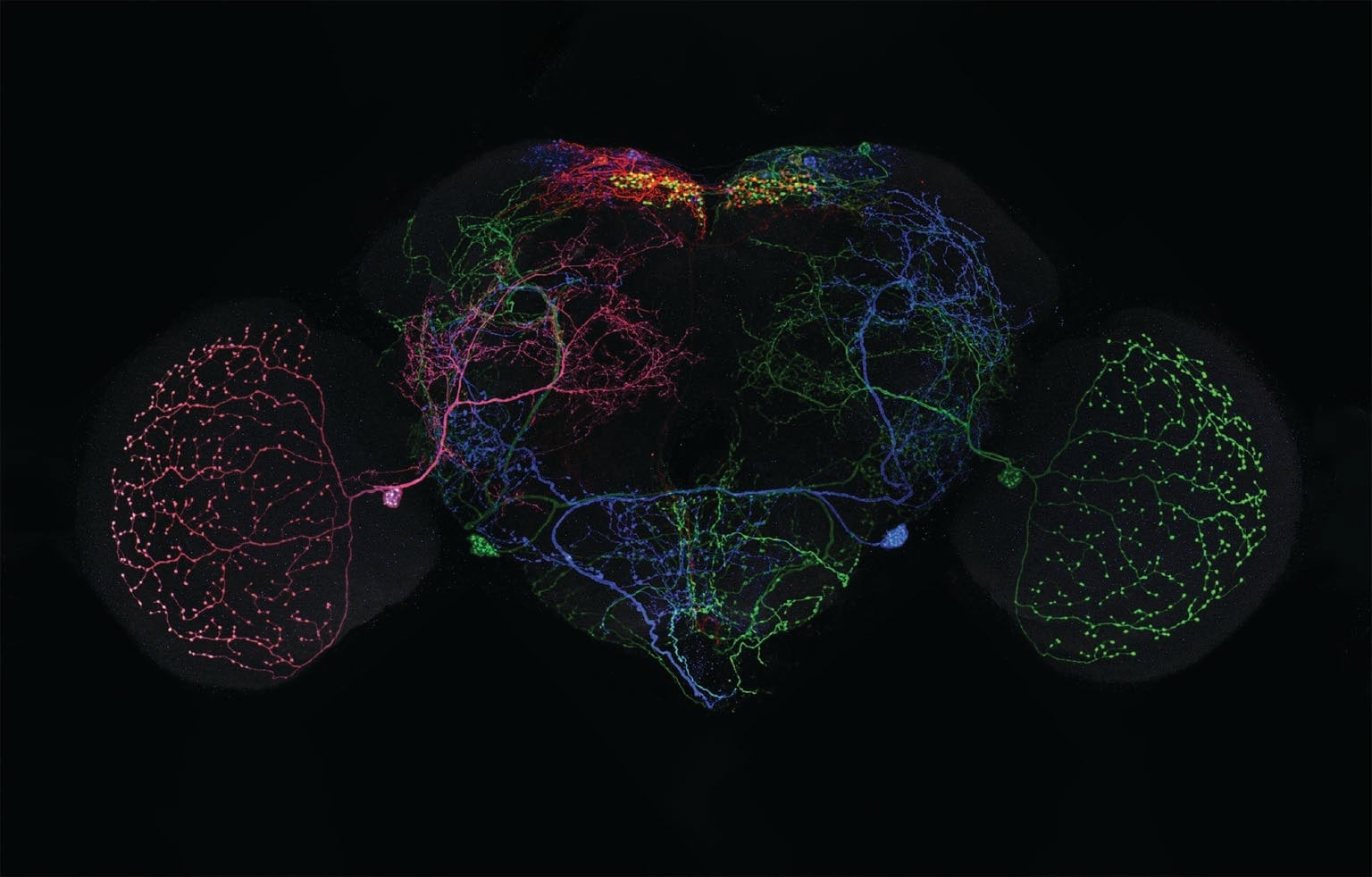 Fruit fly brain