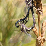 Female dragonflies can be harassed by males while they find a site to lay their eggs, necessitating death-feigning strategies