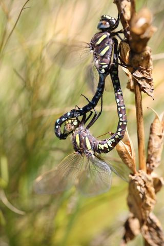 Female dragonflies can be harassed by males while they find a site to lay their eggs, necessitating death-feigning strategies
