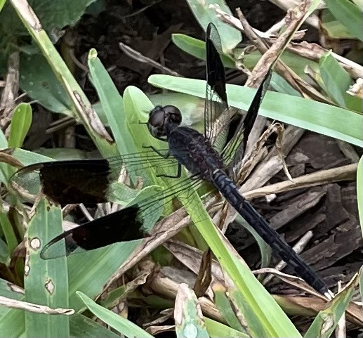 Band-winged Dragonlet (Photo by Anita Westervelt)
