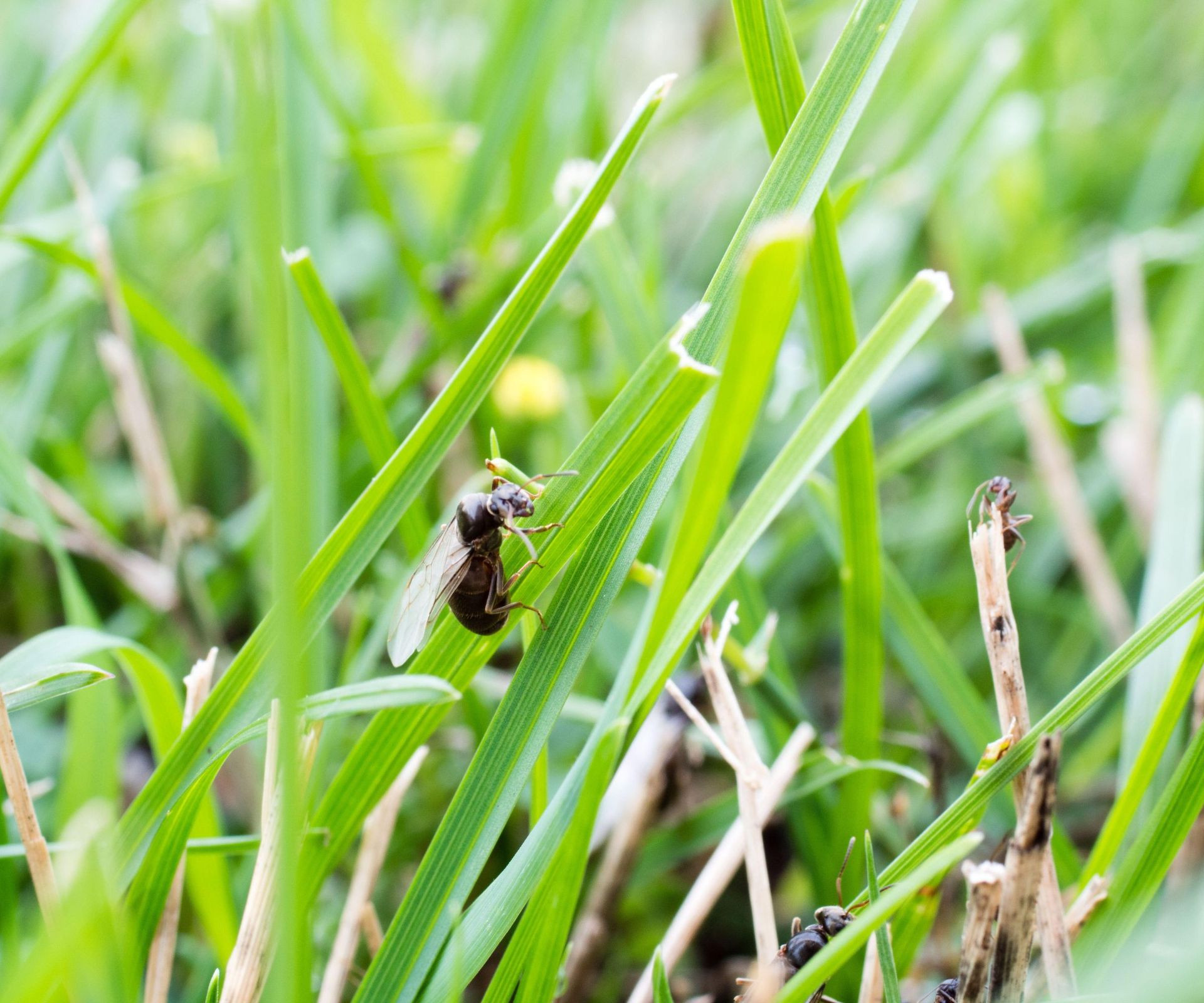 A small flying ant on a blade of grass.