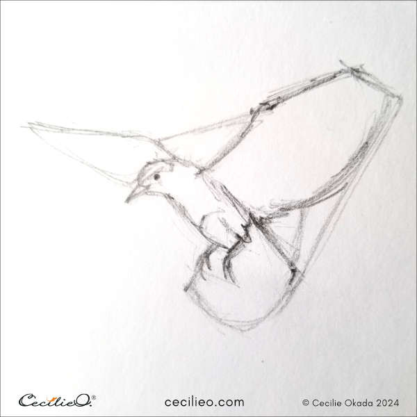 Step four in sketching a flying bird, outlining the wings and tail while assessing their angles relative to the body.