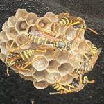 Hornet Nest