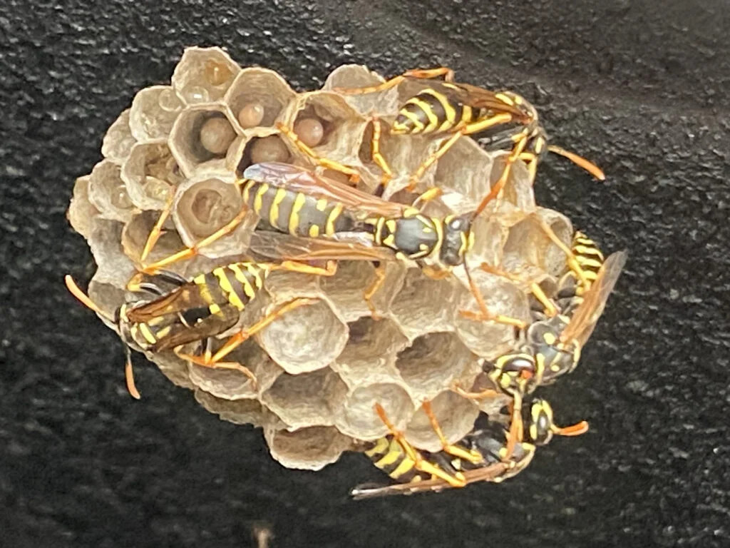 Hornet Nest