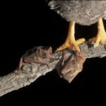A pair of white-winged vampire bats feed on the foot of a chicken. Photo courtesy: Bat Conservation International/J. Scott Altenbach