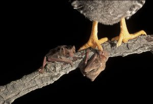 A pair of white-winged vampire bats feed on the foot of a chicken. Photo courtesy: Bat Conservation International/J. Scott Altenbach