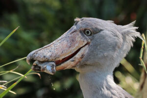 A Shoebill Stork eating fish