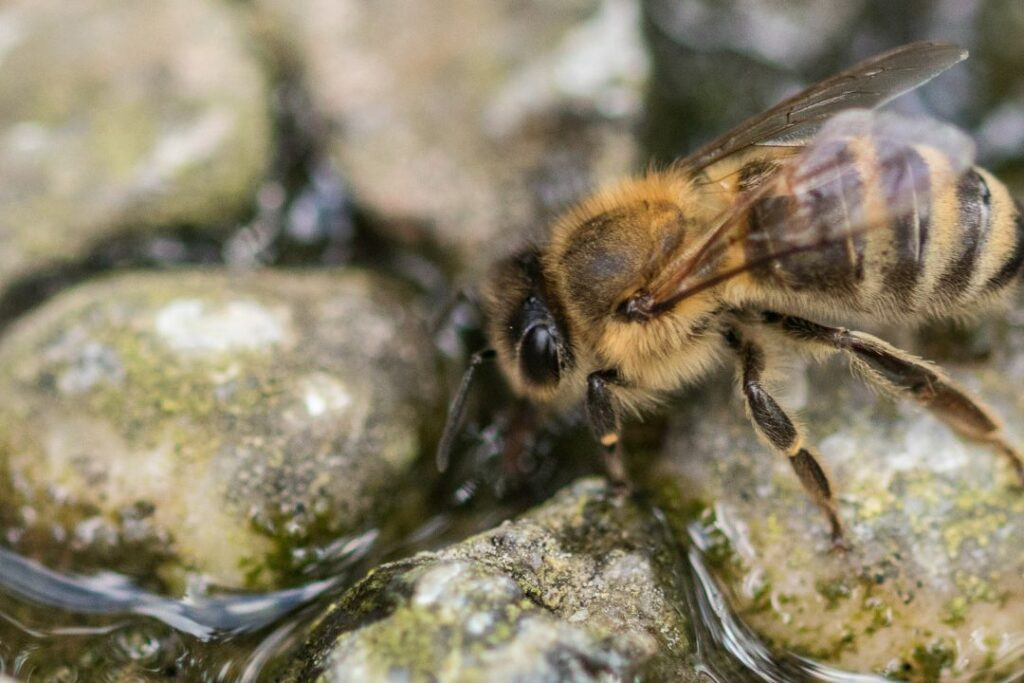 Bee drinking sugar water