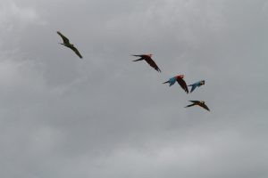 Macaws flying in flock