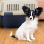 Papillon dog inside a traveling crate, ready for a flight