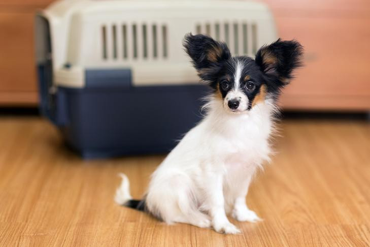 Papillon dog inside a traveling crate, ready for a flight