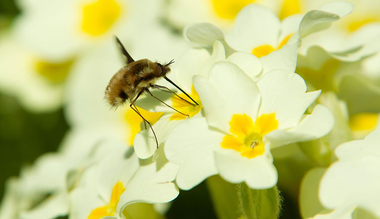 A dark-edged bee-fly drinking from primroses