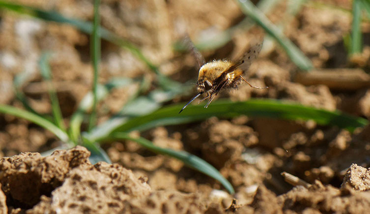 Female dotted bee-fly flicks her eggs