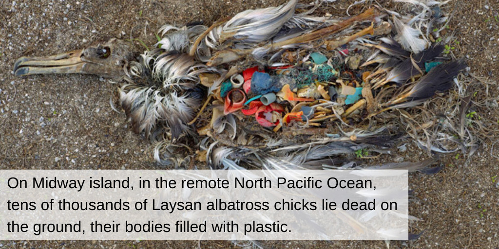 An albatross chick surrounded by plastic debris, highlighting the impact of pollution on their survival.