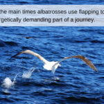 An albatross soars gracefully over the ocean, showcasing its remarkable wingspan and dynamic soaring ability.
