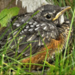 Fledgling American Robin in grass